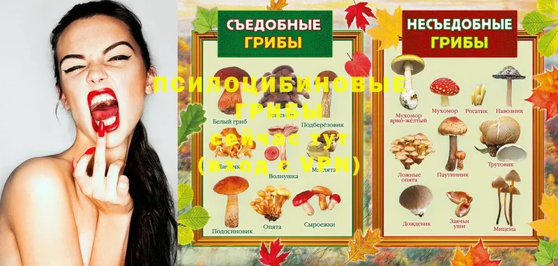 Галлюциногенные грибы GOLDEN TEACHER  Котельнич 